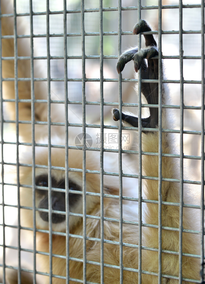笼子里的濒危荒野眼睛灵长类哺乳动物俘虏动物悲伤野生动物监禁图片