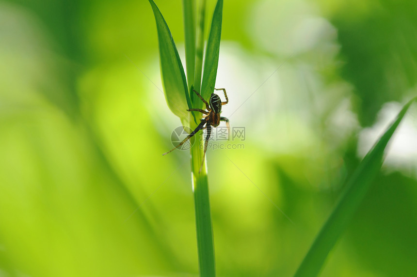 绿草上的蜘蛛阴影动物太阳背光叶子隐藏植物荒野猎人昆虫图片