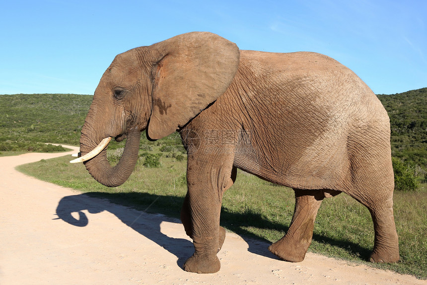 非洲非洲大象国家象牙棕色野生动物獠牙动物男性大草原食草哺乳动物图片