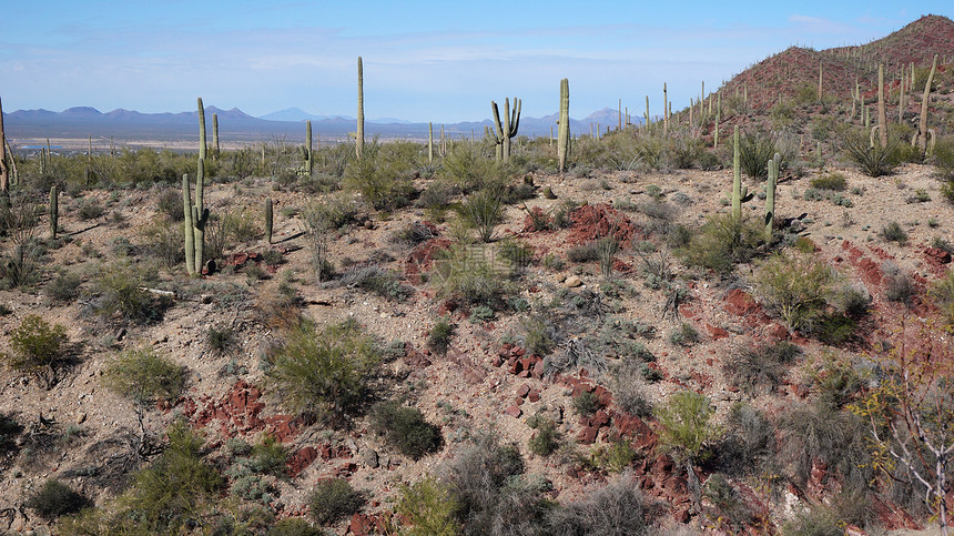亚利桑那索诺拉沙漠博物馆内的景象天空植物干旱手表蓝色植物群沙漠公园水果植物学图片