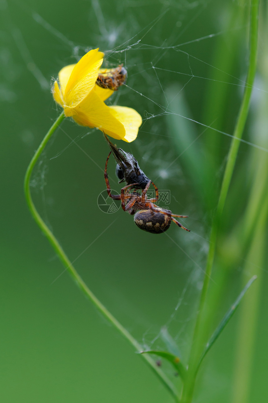 蜘蛛闭合网络斗争眼睛时间死亡宏观玻璃翅膀蛛形捕食者图片