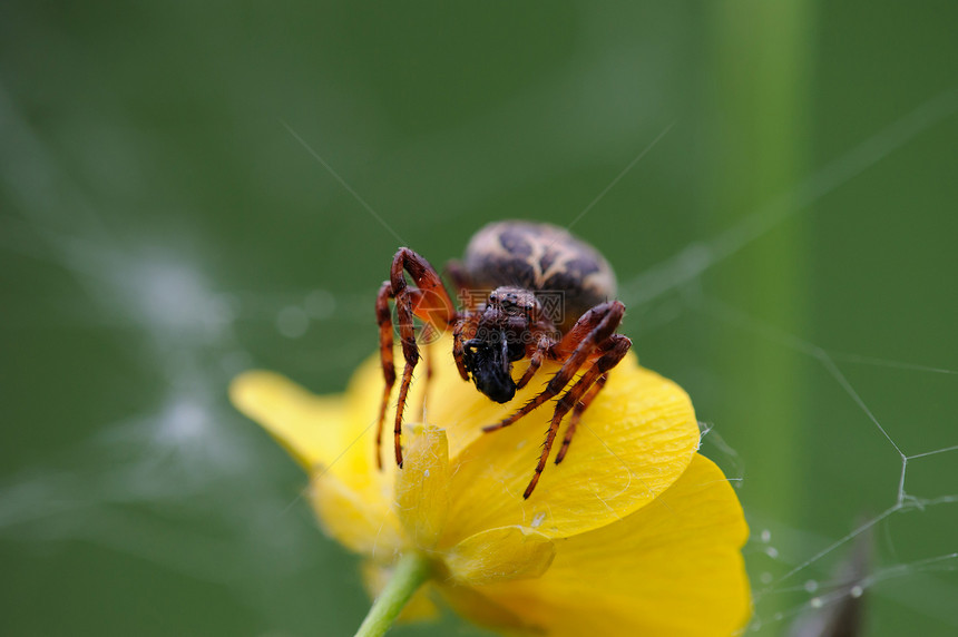 蜘蛛闭合午餐生活昆虫翅膀斗争时间眼睛猎人猎物死亡图片