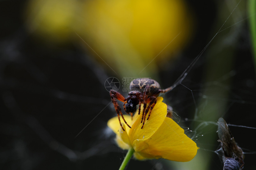 蜘蛛闭合眼睛生活猎人食物捕食者斗争午餐昆虫时间网络图片