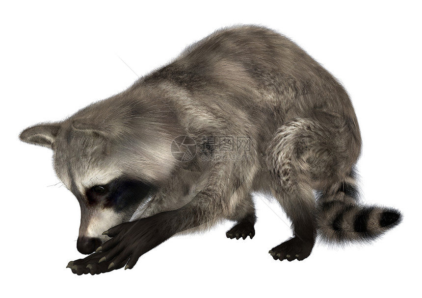 浣熊野生动物荒野生物动物园警报毛皮鼻子森林动物插图图片