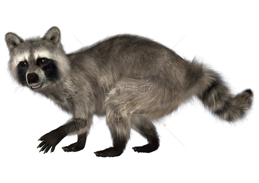 浣熊动物园警报野生动物白色插图生物鼻子毛皮动物森林图片