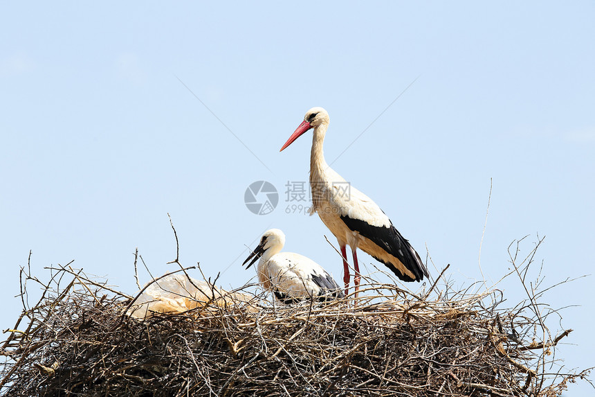 白鹤与她的宝宝在巢穴中母亲草原笔尖父母孩子童年夫妻生态翅膀婴儿图片