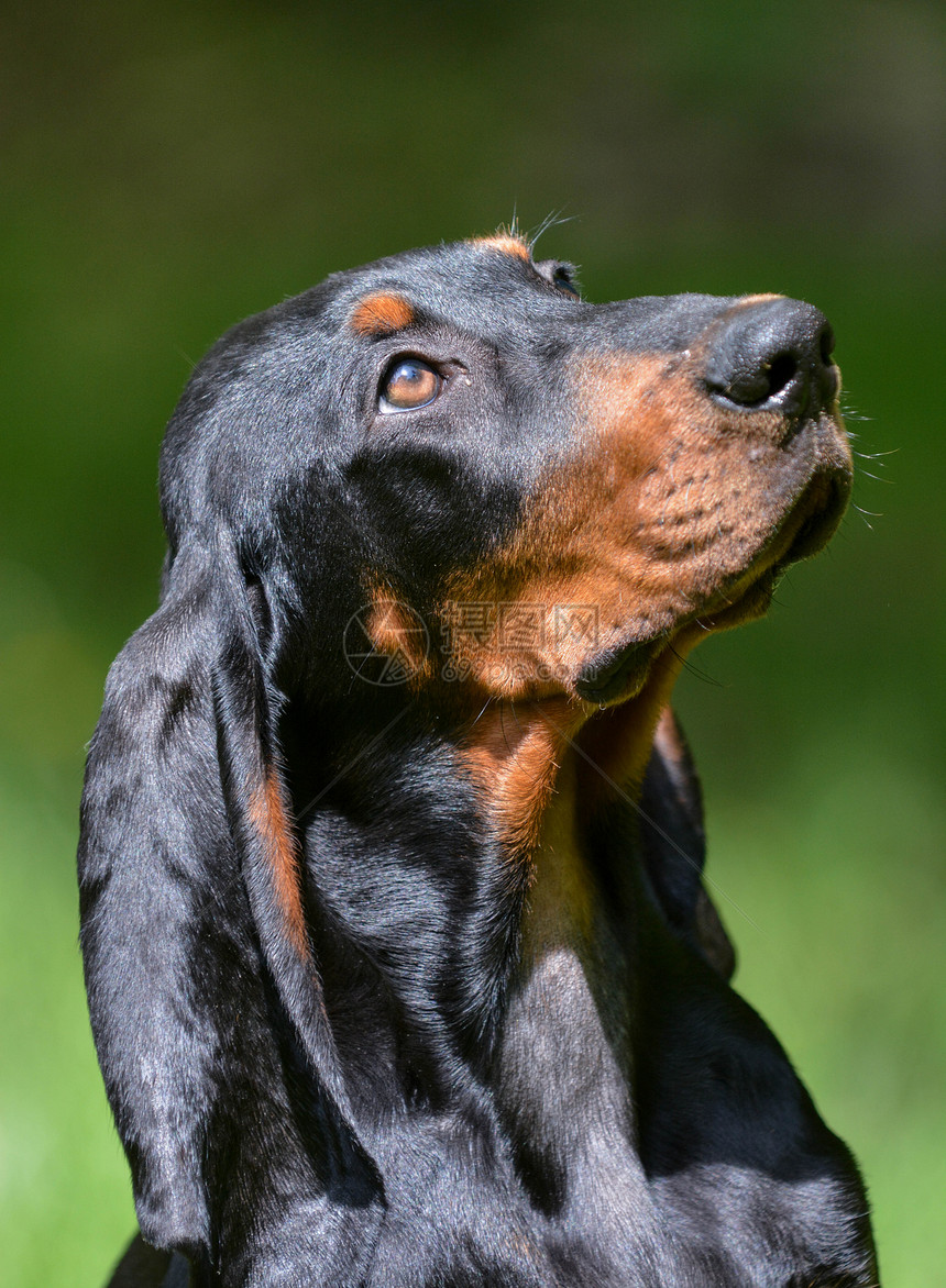 coonhound 肖像画耐力犬类浣熊哺乳动物棕褐色深情小狗猎人情感力量图片