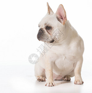 法国斗牛犬小狗主题哺乳动物犬类动物宠物白色家畜背景图片