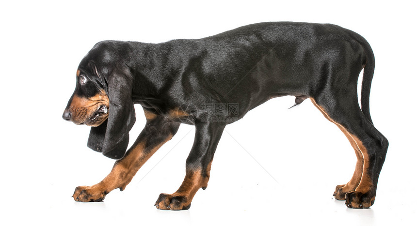可爱的小狗宠物情感香味白色力量耐力深情棕褐色哺乳动物家畜图片