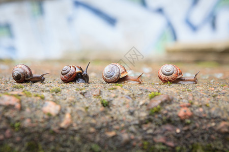 蜗耳墙向前推进的小型蜗牛群进步团体队列脊椎动物团队软体朋友贝壳动物蜗牛背景
