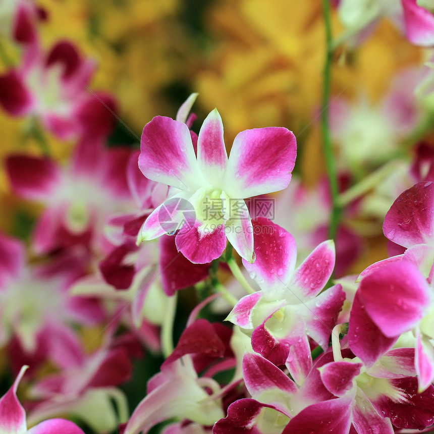 兰花植物草本叶子草本植物花束绿色生活热带花盆农业图片