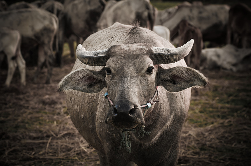 亚洲水牛组织喇叭农民家庭生物工人荒野传统危险公园野生动物图片