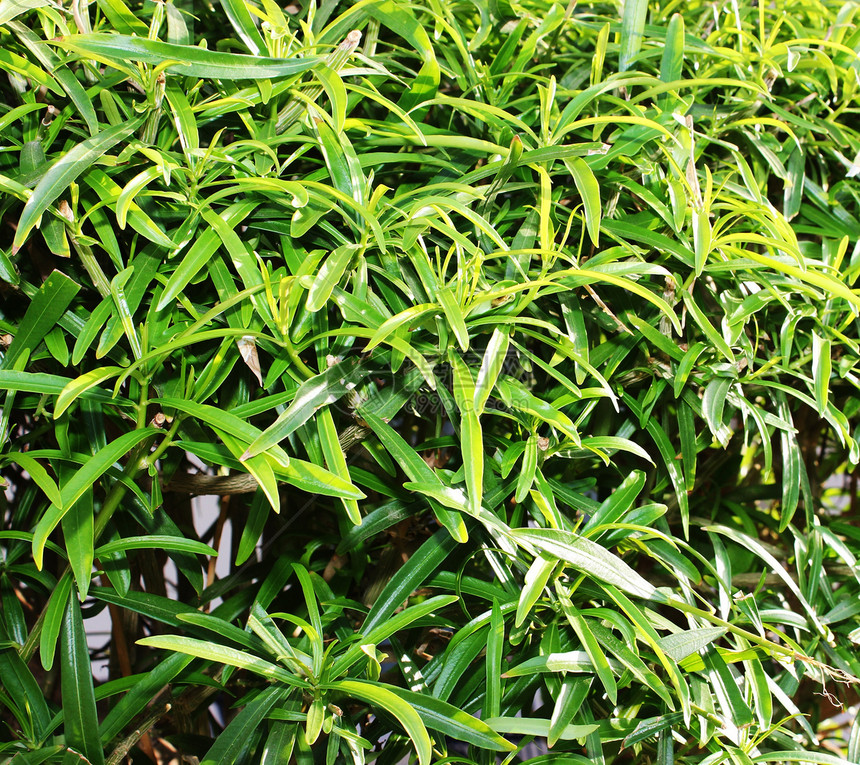 绿树夹子阴影艺术桦木植物风景绿色叶子框架生态图片