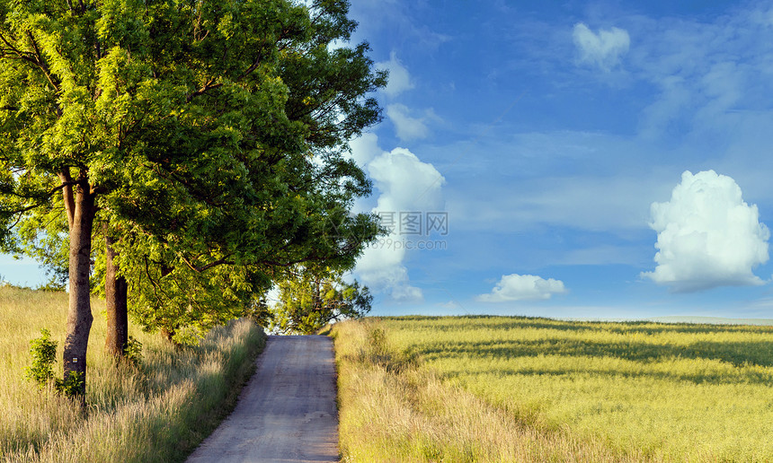 农村道路 在草原旁有树木车道土地植物生长阳光场景风景森林季节公园图片