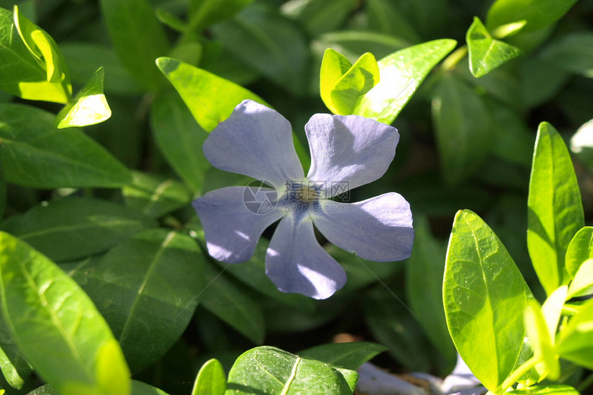 紫花 新黑血杆菌图片