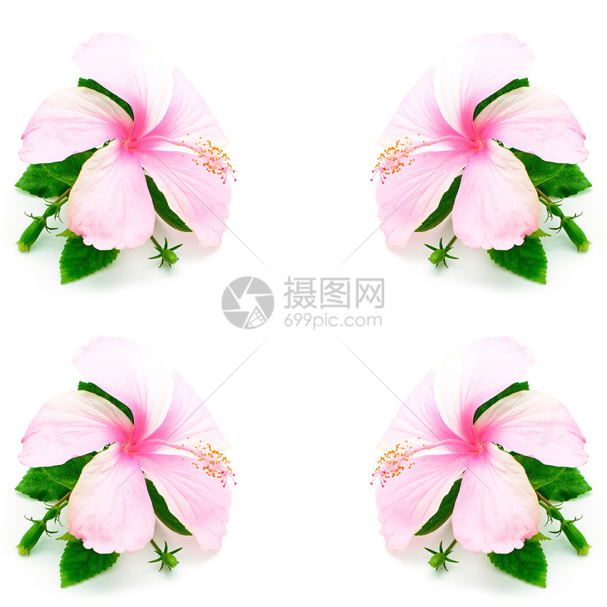 粉红色希比斯木槿热带植物情调白色花瓣异国美丽草本雌蕊图片