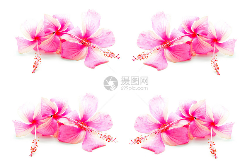 粉红色希比斯粉色植物群热带雌蕊异国植物花瓣衬套情调白色图片