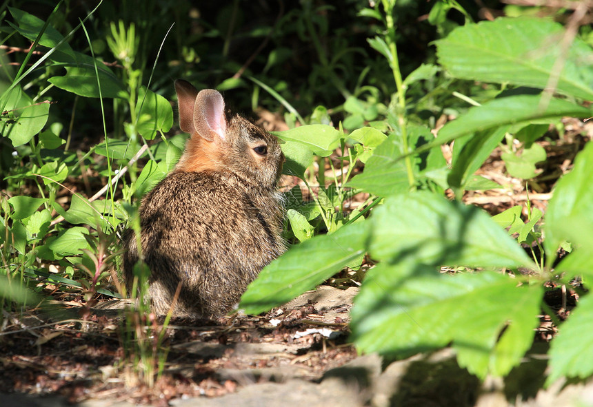 棉尾幼兔毛皮棕色荒野野生动物耳朵哺乳动物尾巴宠物白色动物图片