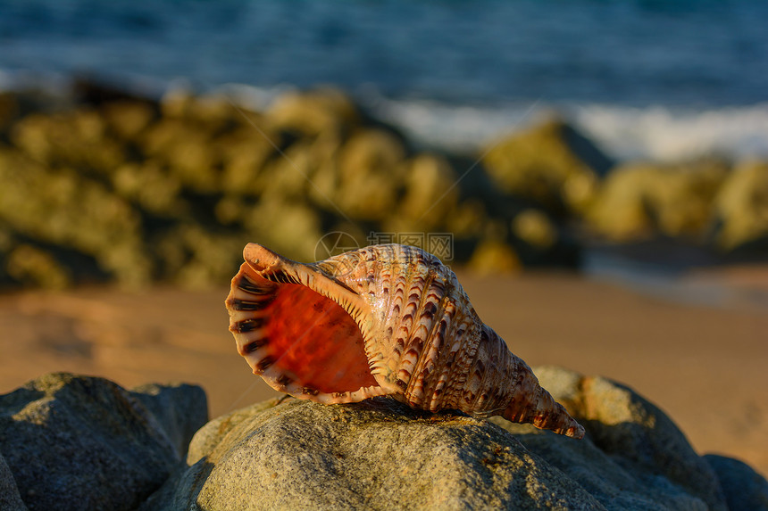 贝壳纪念品旅行高架假期美丽情调温泉漩涡海洋蜗牛图片