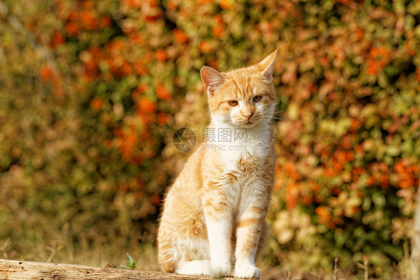 橙色猫野生动物鼻子头发哺乳动物猫咪眼睛毛皮食肉荒野猫科动物图片