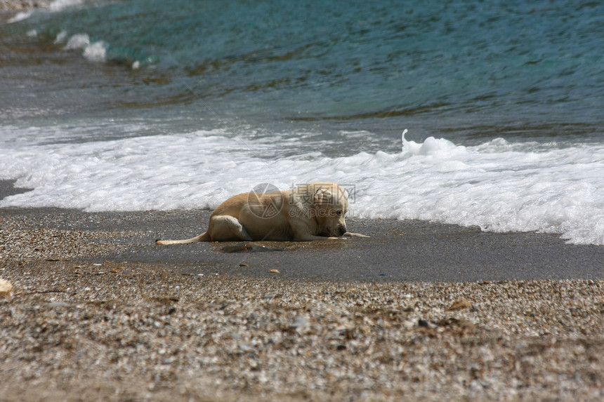 拉布拉多卵石忠诚精力宠物海滩友谊动物朋友图片