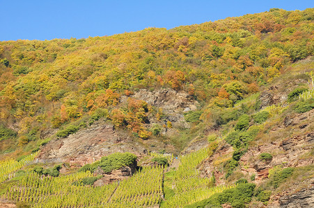 沃尔德·温伯格(Weinberge)高清图片