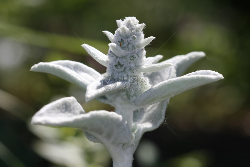 羔羊耳抗菌灰色农业花园卫生纸活性植物学图片