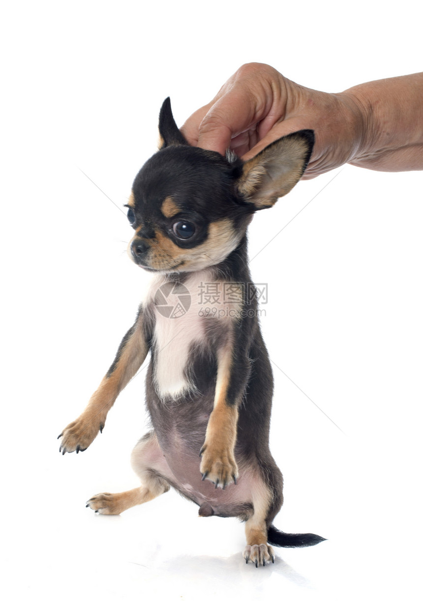 小狗吉娃娃动物工作室棕褐色犬类三色惩罚白色宠物黑色图片