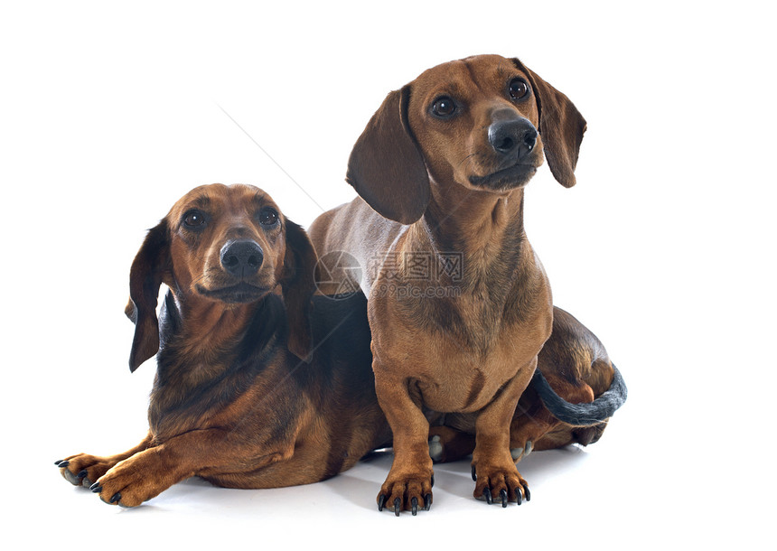 dachshund 狗红色男性女性工作室棕色宠物猎狗动物小狗犬类图片
