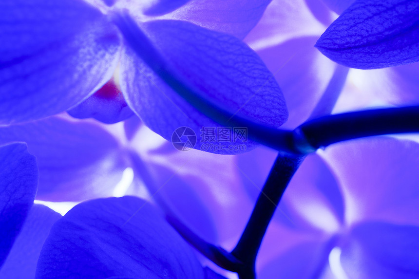 兰花异国宏观脆弱性花朵花梗情调花瓣唇瓣植物群紫色图片