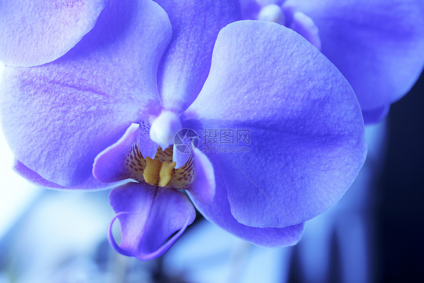兰花花束脆弱性紫色花梗热带异国花园情调植物群花瓣图片