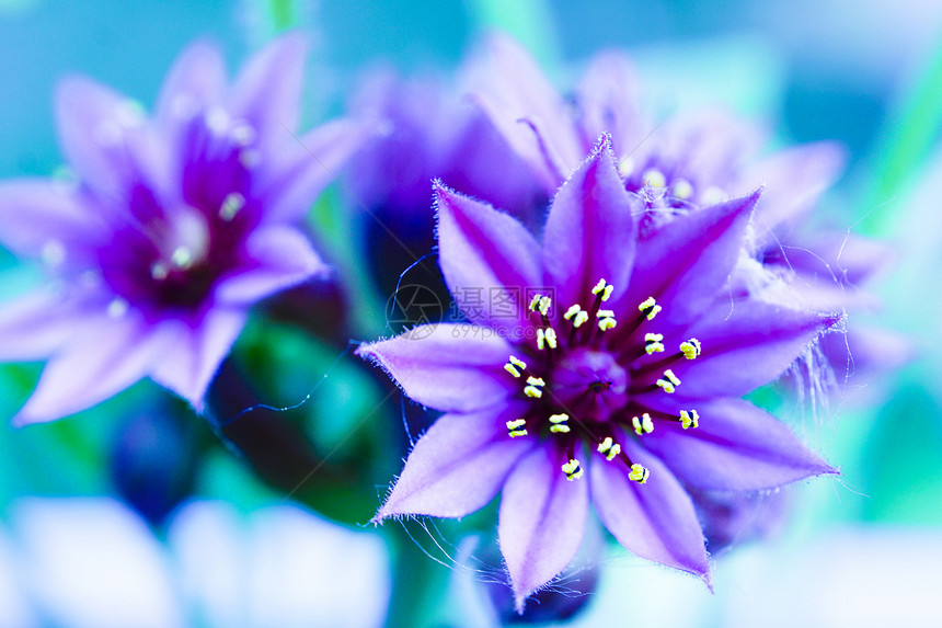 春花花白色季节性黑色绿色季节繁荣蓝色花朵图片