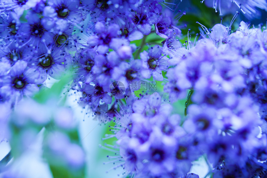 春花花黑色繁荣季节性蓝色白色花朵季节绿色图片