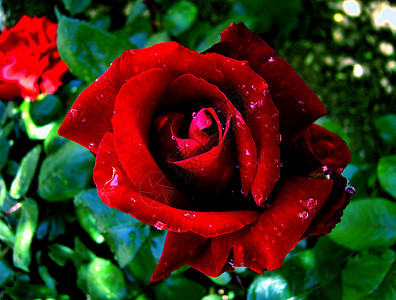 红玫瑰激情背景图片