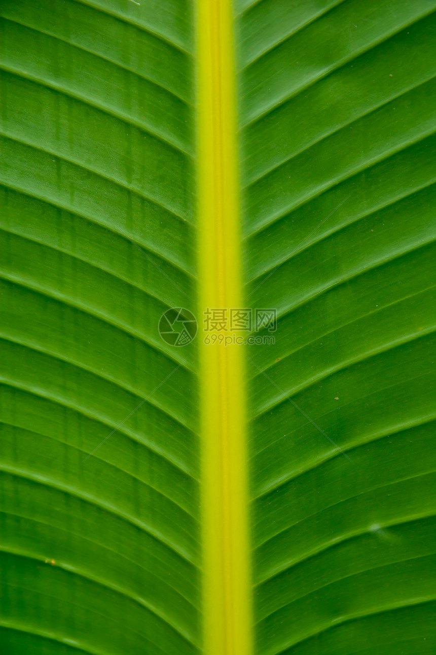 香蕉叶绿色宏观植物叶子生长图片