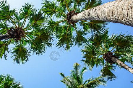 树树顶天空树叶绿色植物背景图片