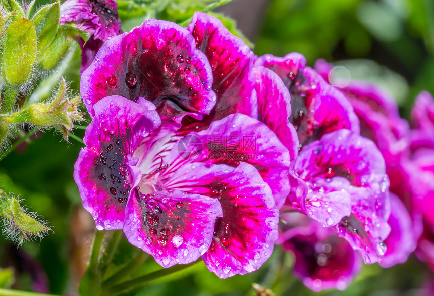 紫花朵绿色紫色花瓣宏观植物花园植物群蓝色图片