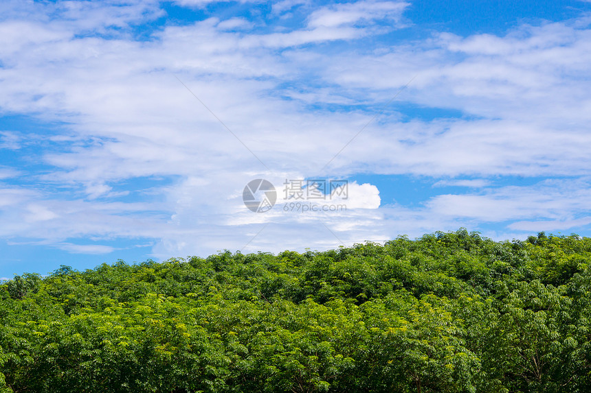 自然景观墙纸植物农村地球树叶叶子天空晴天花园场地图片