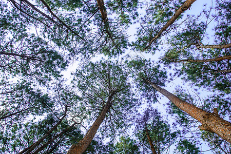 树顶视图森林天空绿色木头公园季节蓝色叶子背景图片