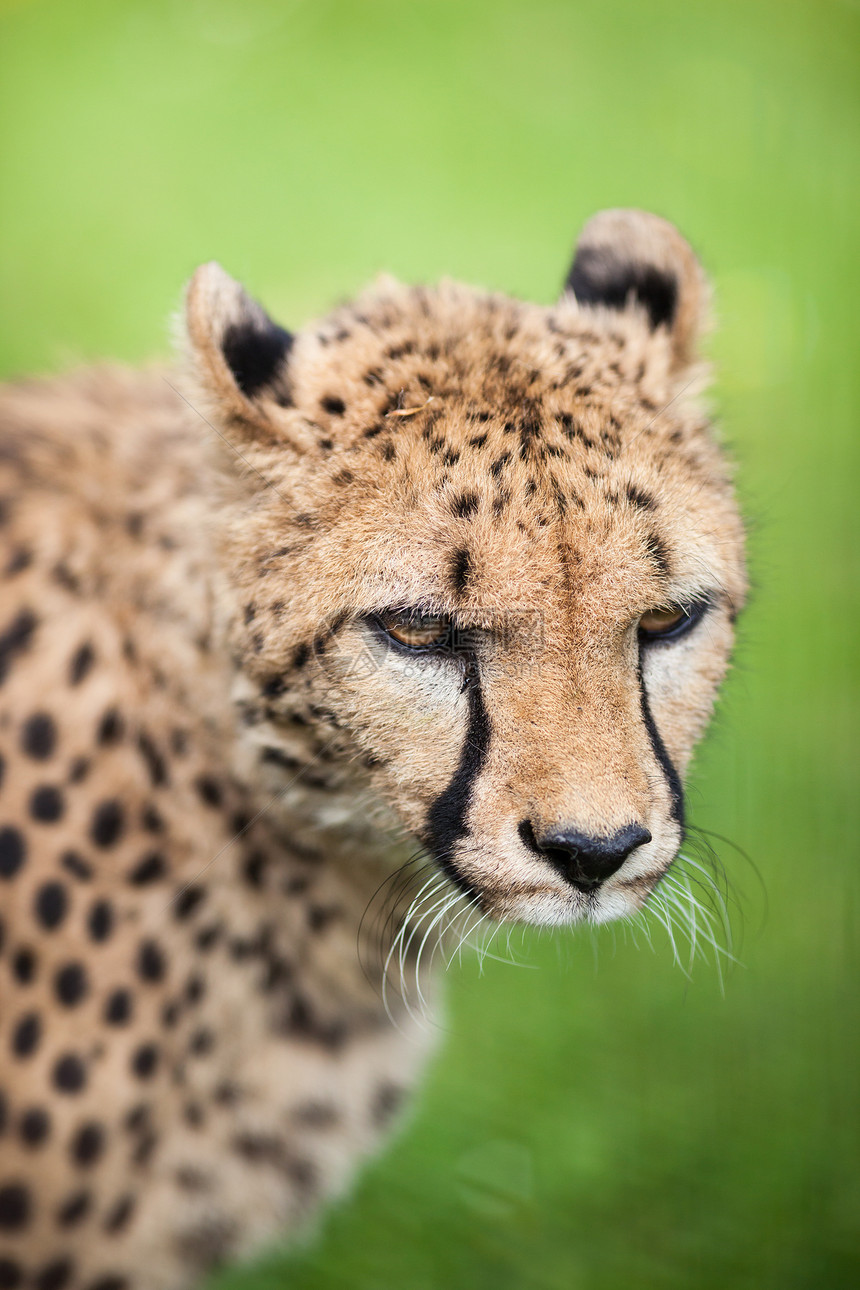 Cheetah Cinonnyx十月刊女性野生动物牙齿冒充眼睛哺乳动物食肉危险濒危国家图片