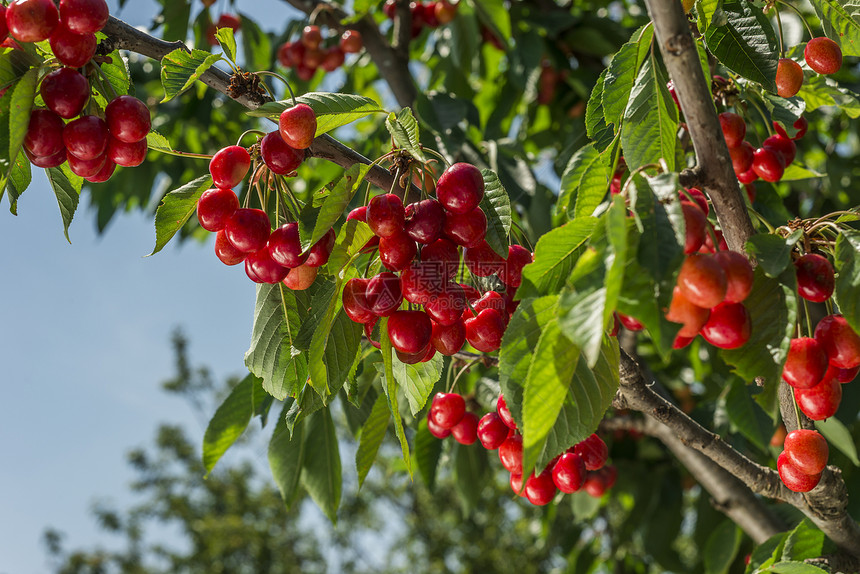樱樱桃树色彩叶子聚焦植物想法绿色栽培水果生长概念图片