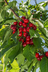 樱樱桃树美食家聚焦水果想法红色植物农业前景衬套色彩背景图片
