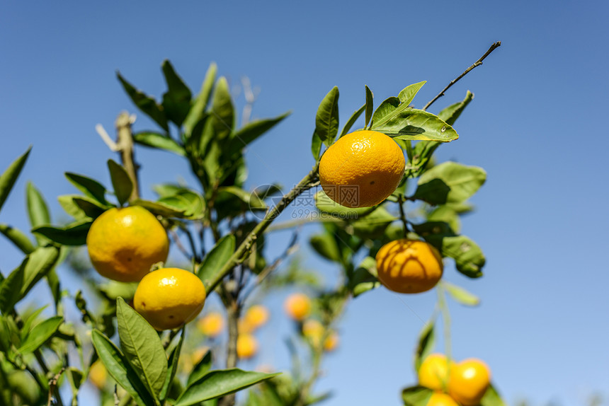 普通日语橙物体植物橙子健康饮食季节热带水平水果叶子天空图片