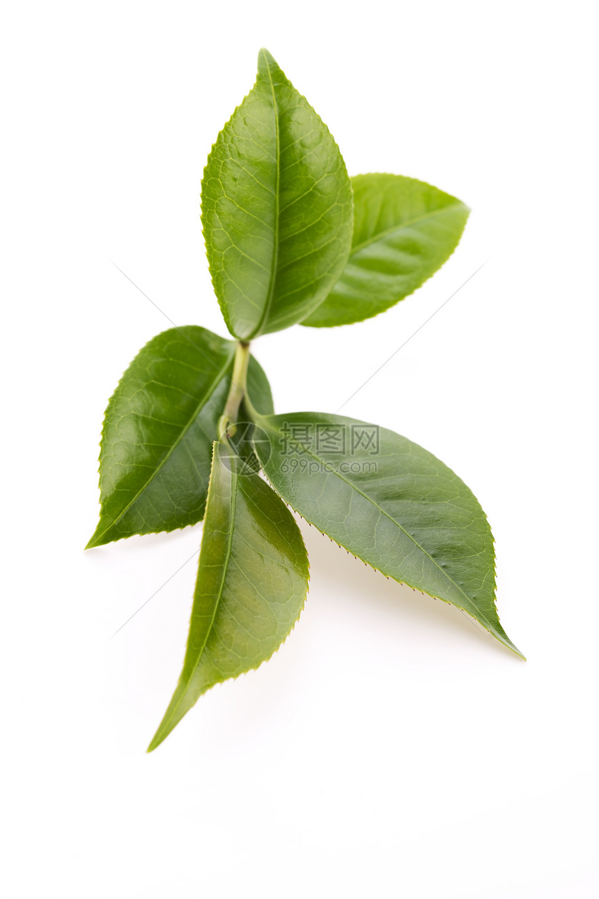 白色背景的清茶叶白纸化饮料对象绿色饮食叶子植物图片