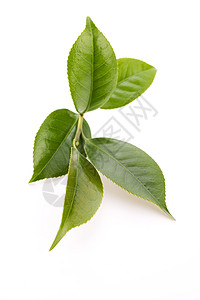白色背景的清茶叶白纸化饮料对象绿色饮食叶子植物背景图片