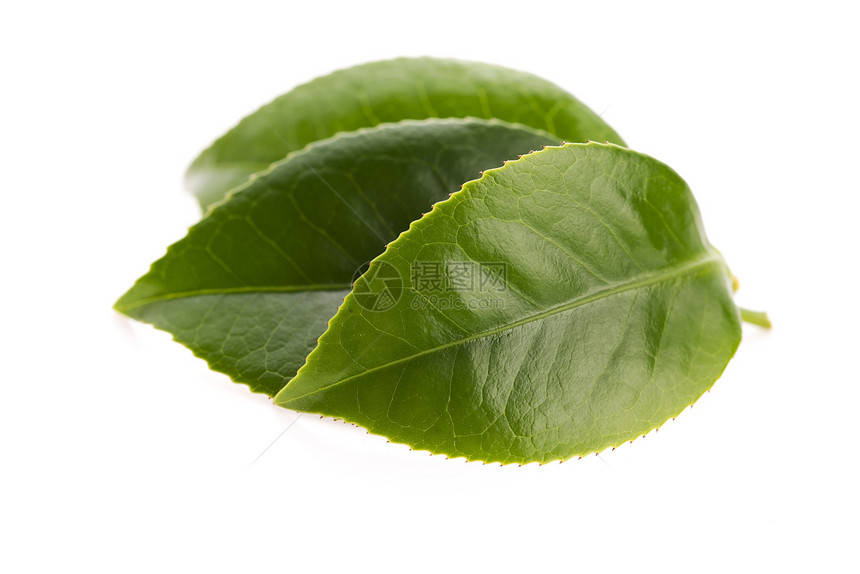 白色背景的清茶叶白纸化饮料叶子植物饮食对象绿色图片