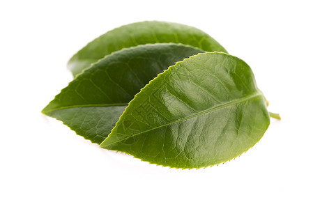 白色背景的清茶叶白纸化饮料叶子植物饮食对象绿色背景图片