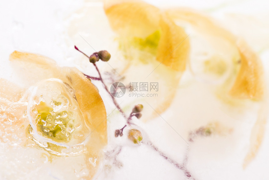 冰冻的花朵 冰块中的花朵桌面玻璃礼物脆弱性冻结花束墙纸植物插图立方体图片