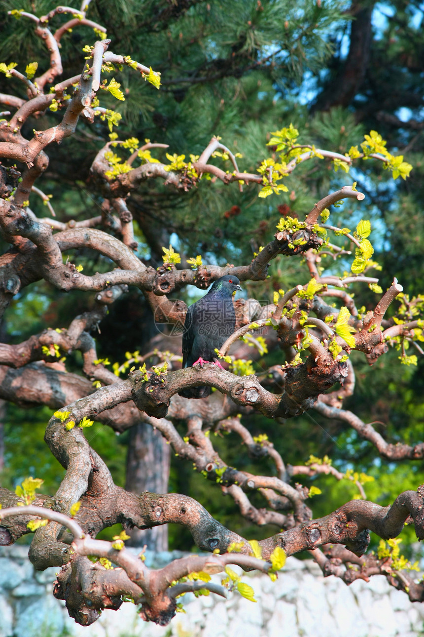 鸽子植物树木模仿公园鸟类旅游图片