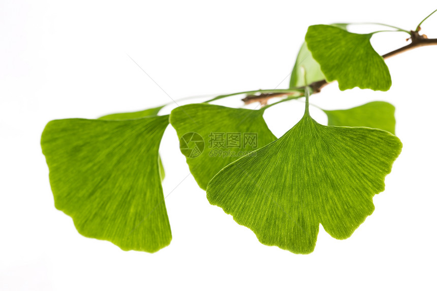 白叶片隔离在白色上摄影叶子记忆银杏叶绿色草本植物专注工作室草药水平图片